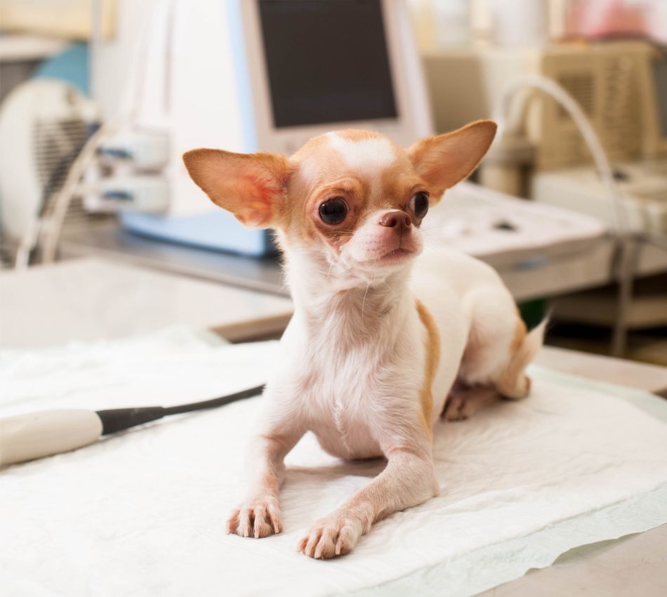 Dog sitting on a table