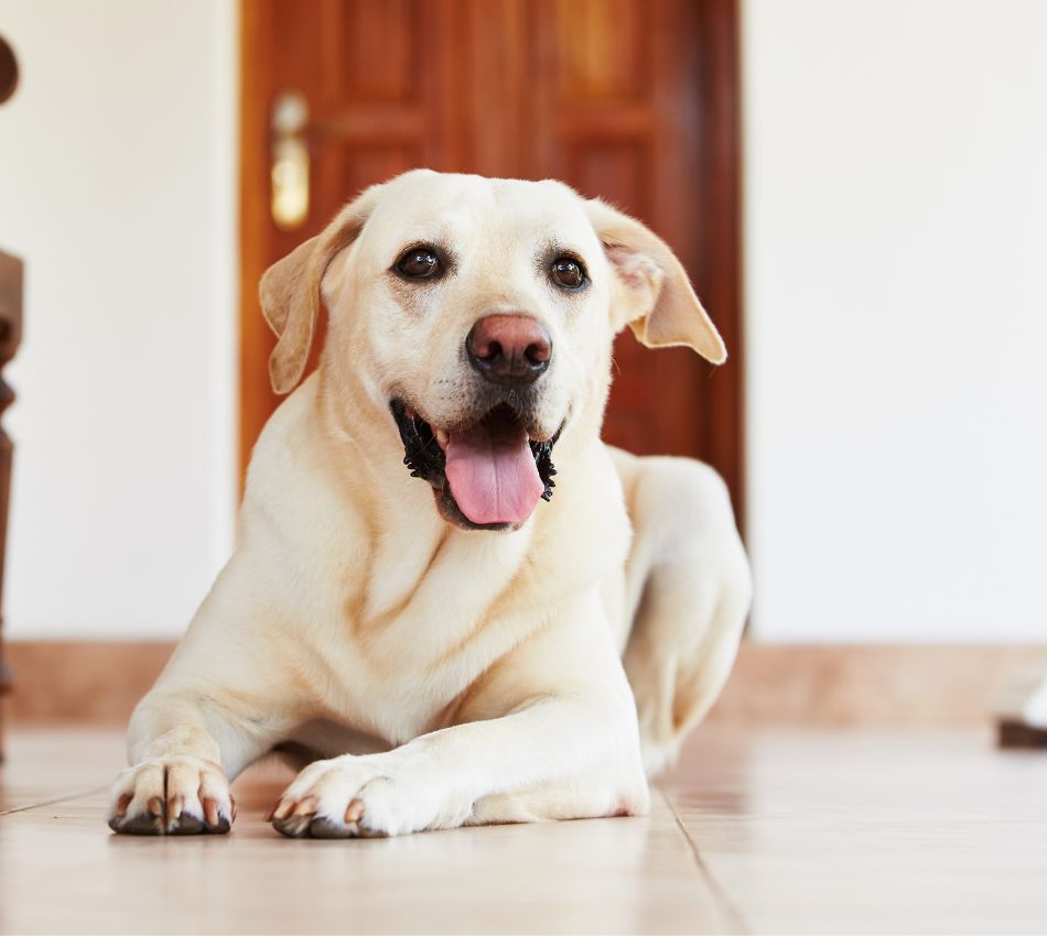 Dog lying on the floor