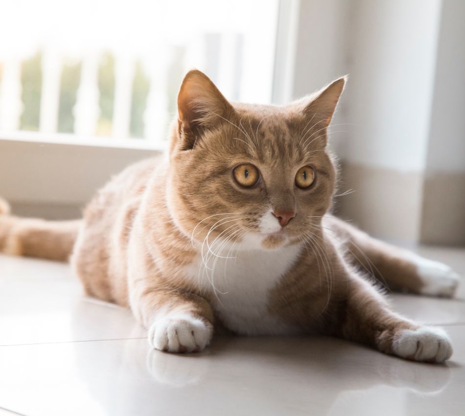 Cat lying on the floor