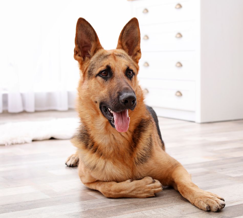 Dog lying on the floor