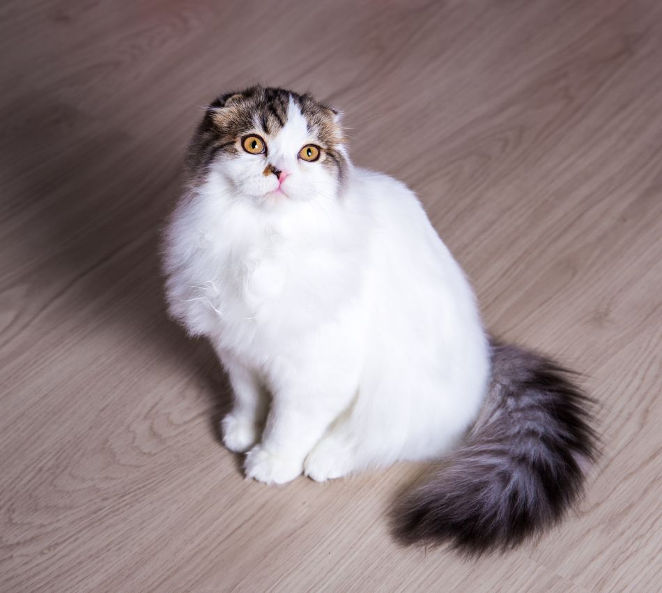 Cat sitting on a wood floor